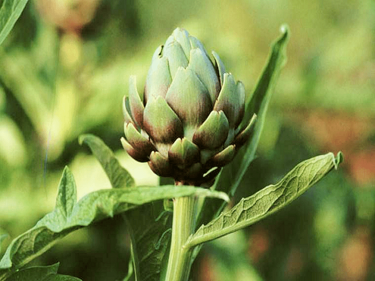 Les variétés d artichauts Fiches Potager Bio Potager