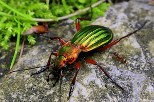 Carabe dorée prédateur des limaces du potager