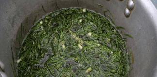 Décoction de prêle