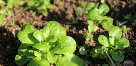 Plan de mâche du potager