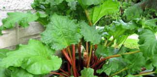 Plant de rhubarbe