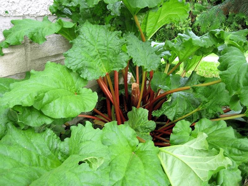Plant de rhubarbe