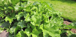 Plants de rhubarbes