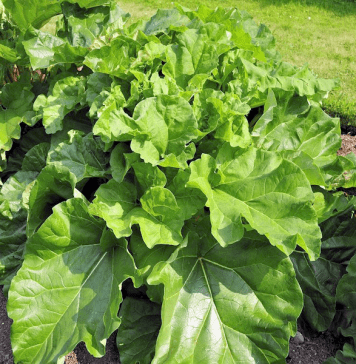 La culture de la rhubarbe Plants de rhubarbes