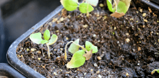 Fonte des semis : comment l'expliquer ?