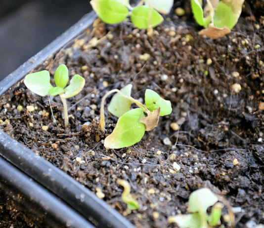 Fonte des semis : comment l'expliquer ?