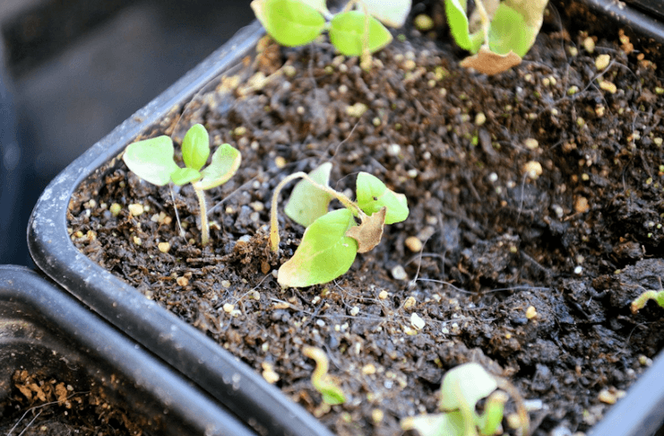 Fonte des semis : comment l'expliquer ?