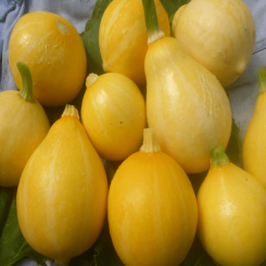 Papaya Pears