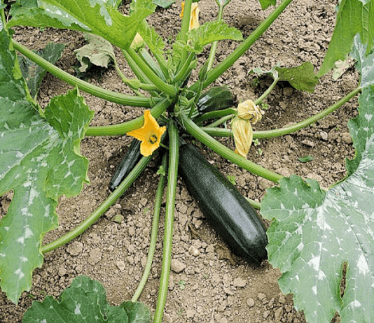 Plant de courgettes