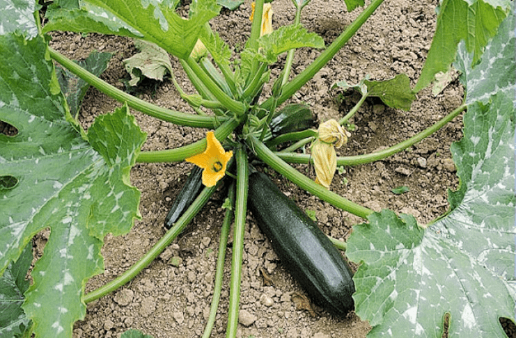 Plant de courgettes