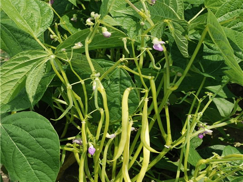 Plants de haricots du potager