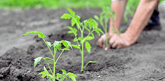 Plants de tomate