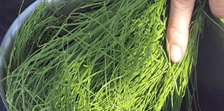 Préparation de décoction de prêle