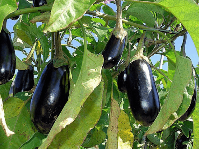 Aubergine toutes les variétés du potager Fiches Potager Bio Potager