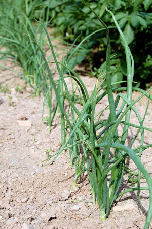 Entretien des plants d'échalote