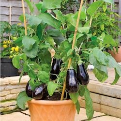 Plant d'aubergine en pot
