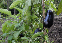 Plants d'aubergines au potager