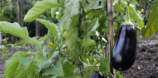 Plants d'aubergines au potager
