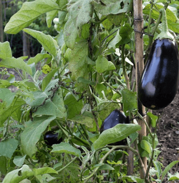 Plants d'aubergines au potager