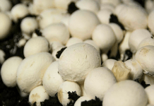 culture des champignons chez soi