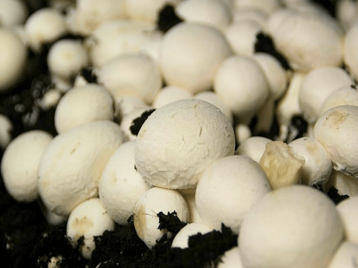 culture des champignons chez soi