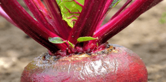 Betterave rouge du potager