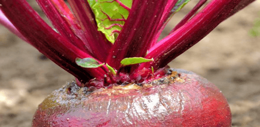 Betterave rouge du potager