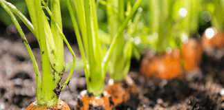 Carottes du potager