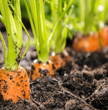 Carottes du potager