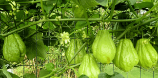 Christophine du potager