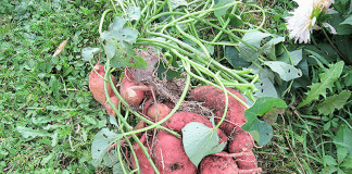 Patates douces du potager
