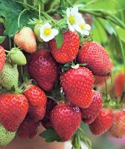 fraisier remontant 'Gento'