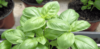 plant de basilic