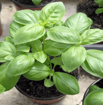 plant de basilic