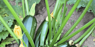 Courgettes du potager