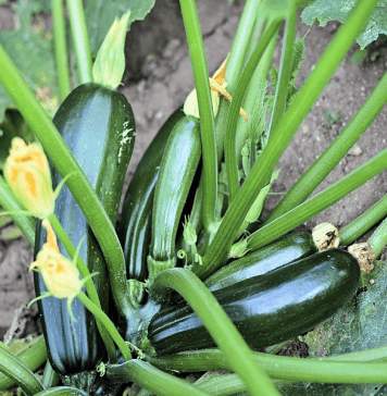 Courgettes du potager