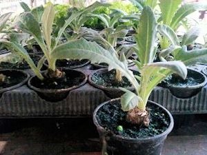 Plants d'artichaut