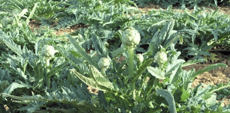 artichaut du potager
