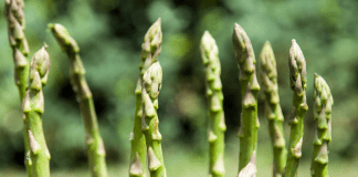 Asperges du potager