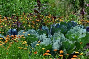 Associations légumes et plantes