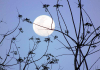 Calendrier lunaire potager