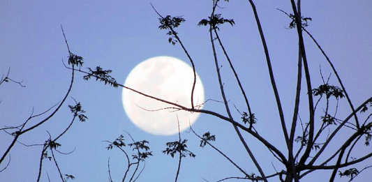 Calendrier lunaire potager