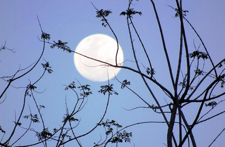 Calendrier lunaire potager