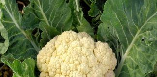Chou-fleur du potager