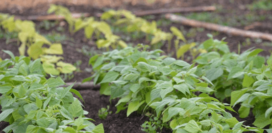 Haricots du potager