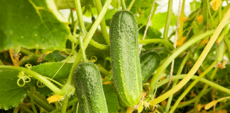 Plant de cornichon