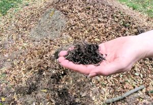 Le compost : Un engrais naturel efficace