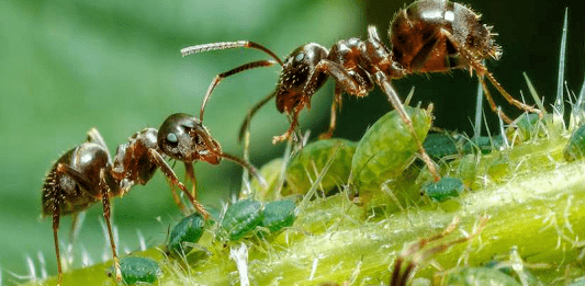 Fourmis du potager