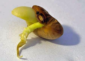 Graine de haricot germée