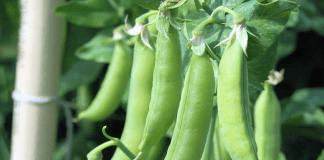 variétés petits pois